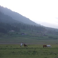 Horses in the Phobjikha Valley