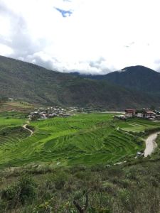 The Bright Green Rice Fields, Punakha Valley