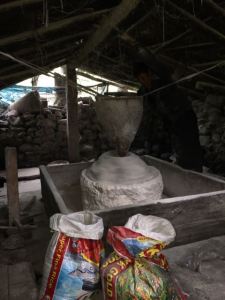 Grinding the wheat into tsampa.